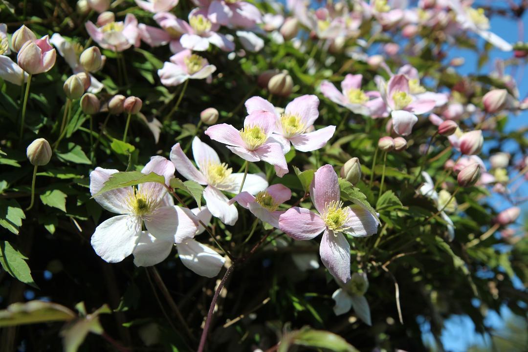 Clematis Blüten Nahaufnahme